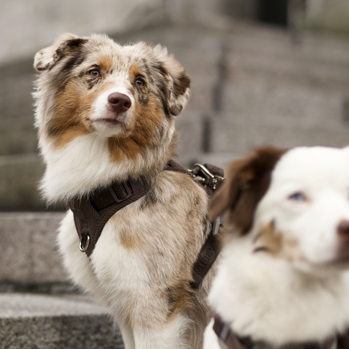 Australian shepherd wearing the dark oak Elma harness on stone steps