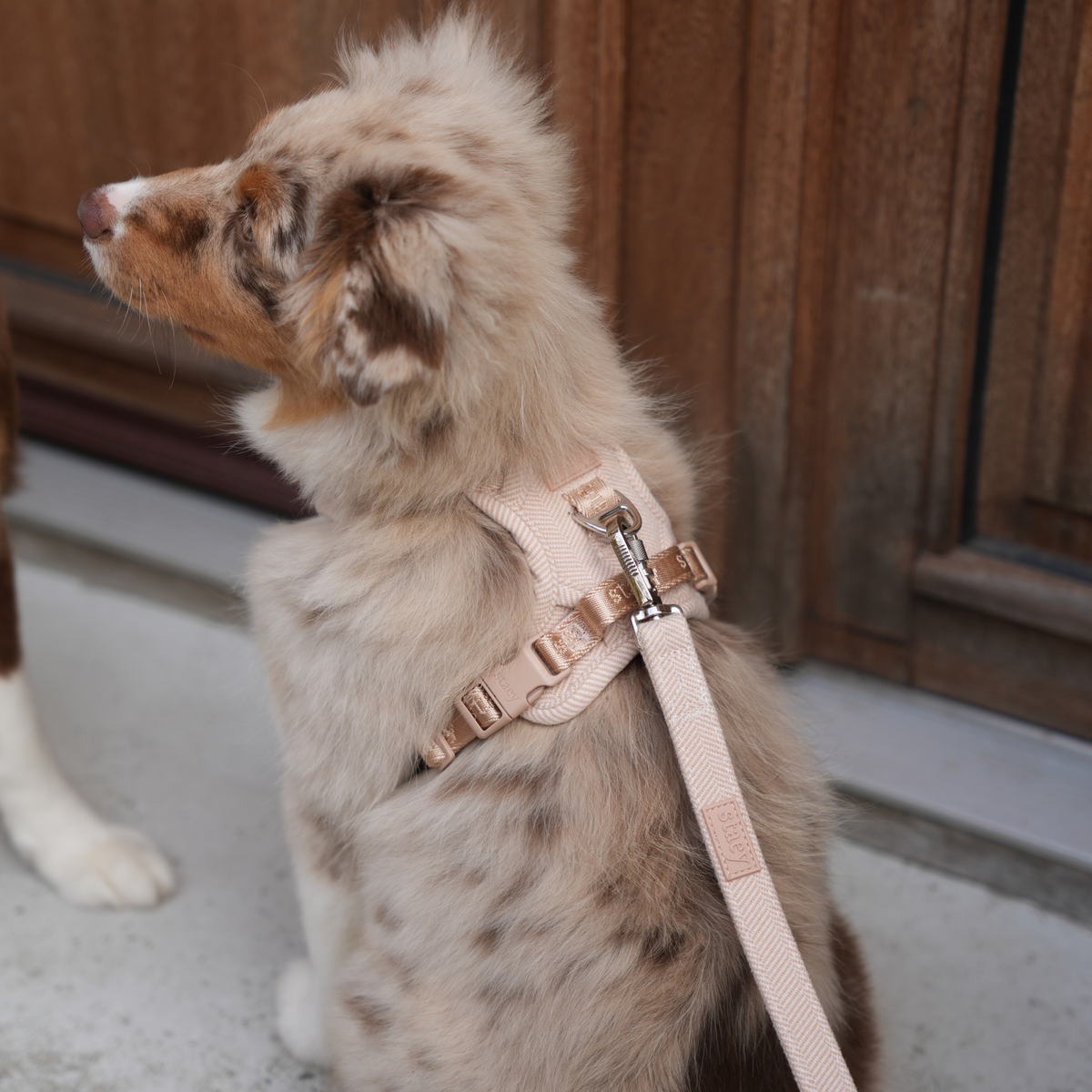 Merle puppy in the light rose Elma harness and matching leash