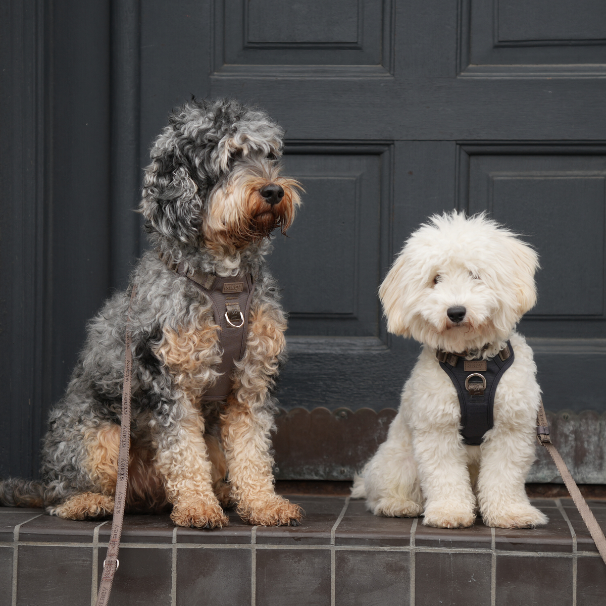 A cockapoo and a small white dog sitting on a doorstep in Staey harnesses