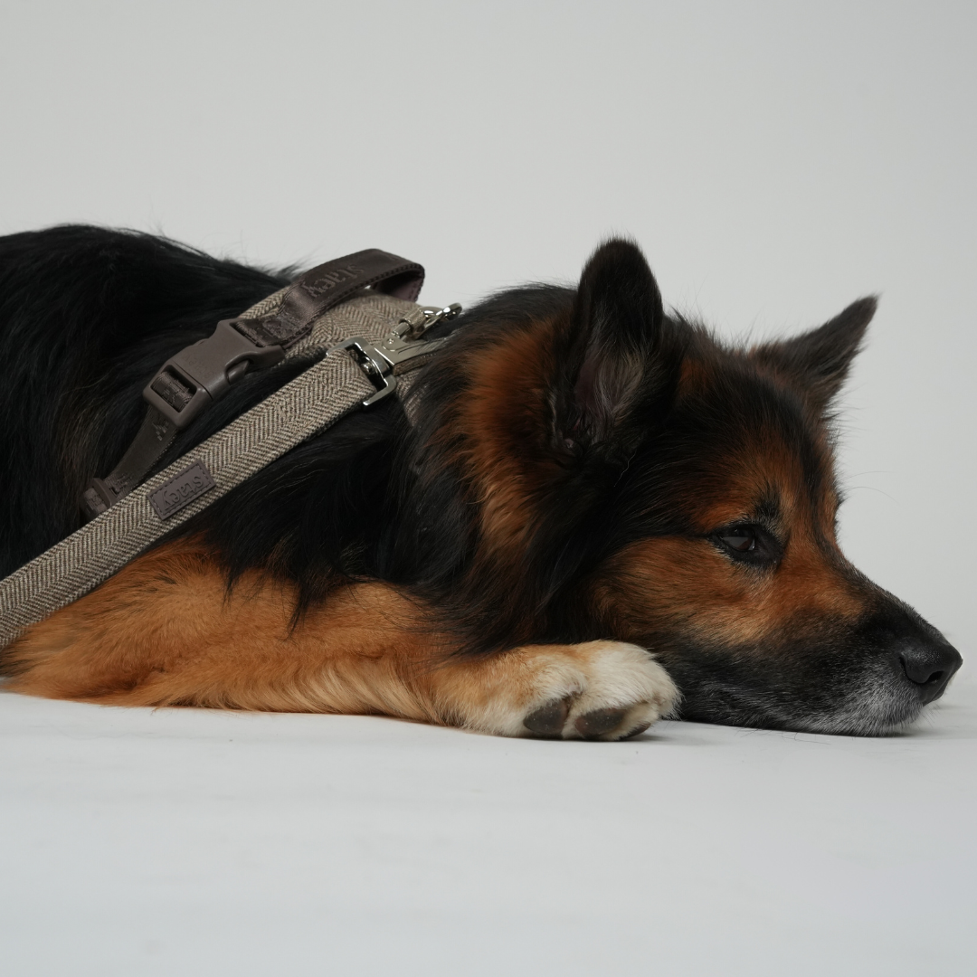 Elma koiran talutushihna | Mocca