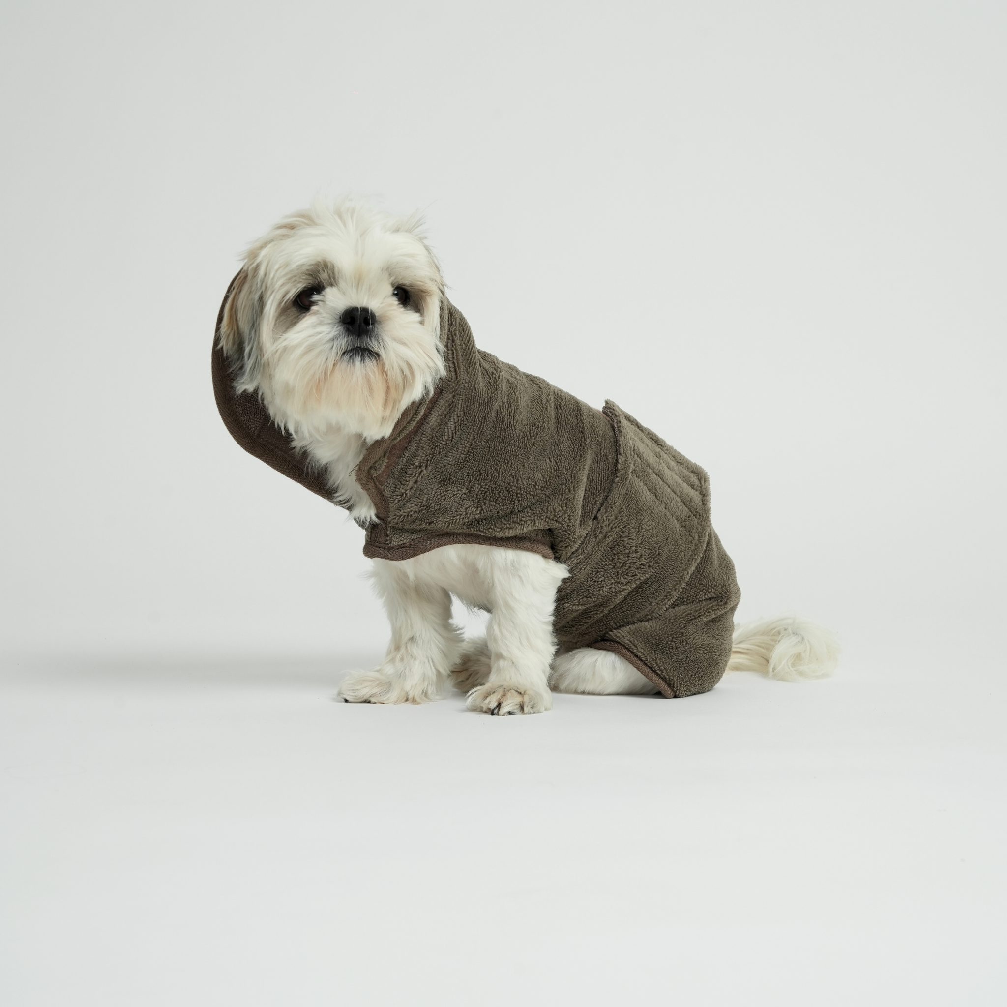 Shih tzu sitting in a moss green quilted dog coat