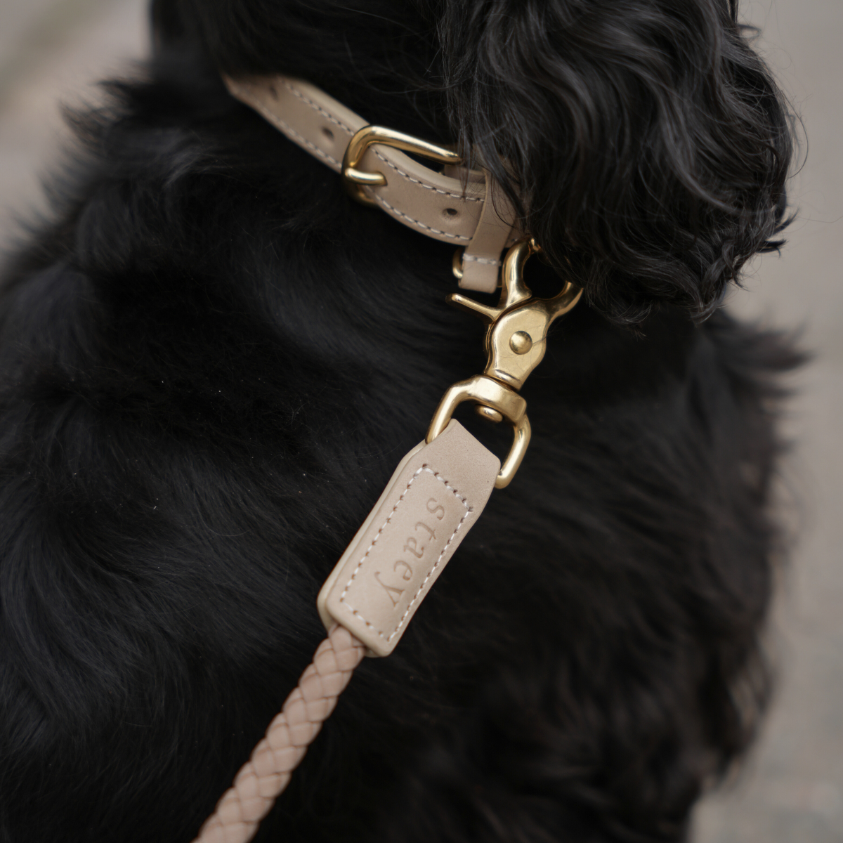 Black dog wearing the taupe braided leather collar with a leash clipped on