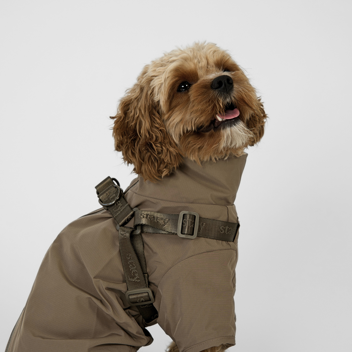 Cavapoo seisoo taupe-värisessä Sadetakissa, jolla on valjaat