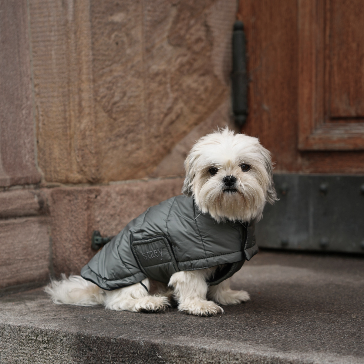 Shih tzu seisoo kiviportailla, yllään moss green tikattu takki