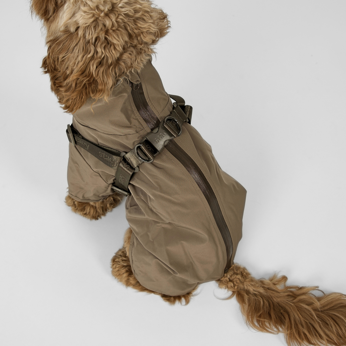 Cavapoo takaa katsottuna taupe-värisessä Sadetakissa, jossa näkyy takana oleva vetoketju