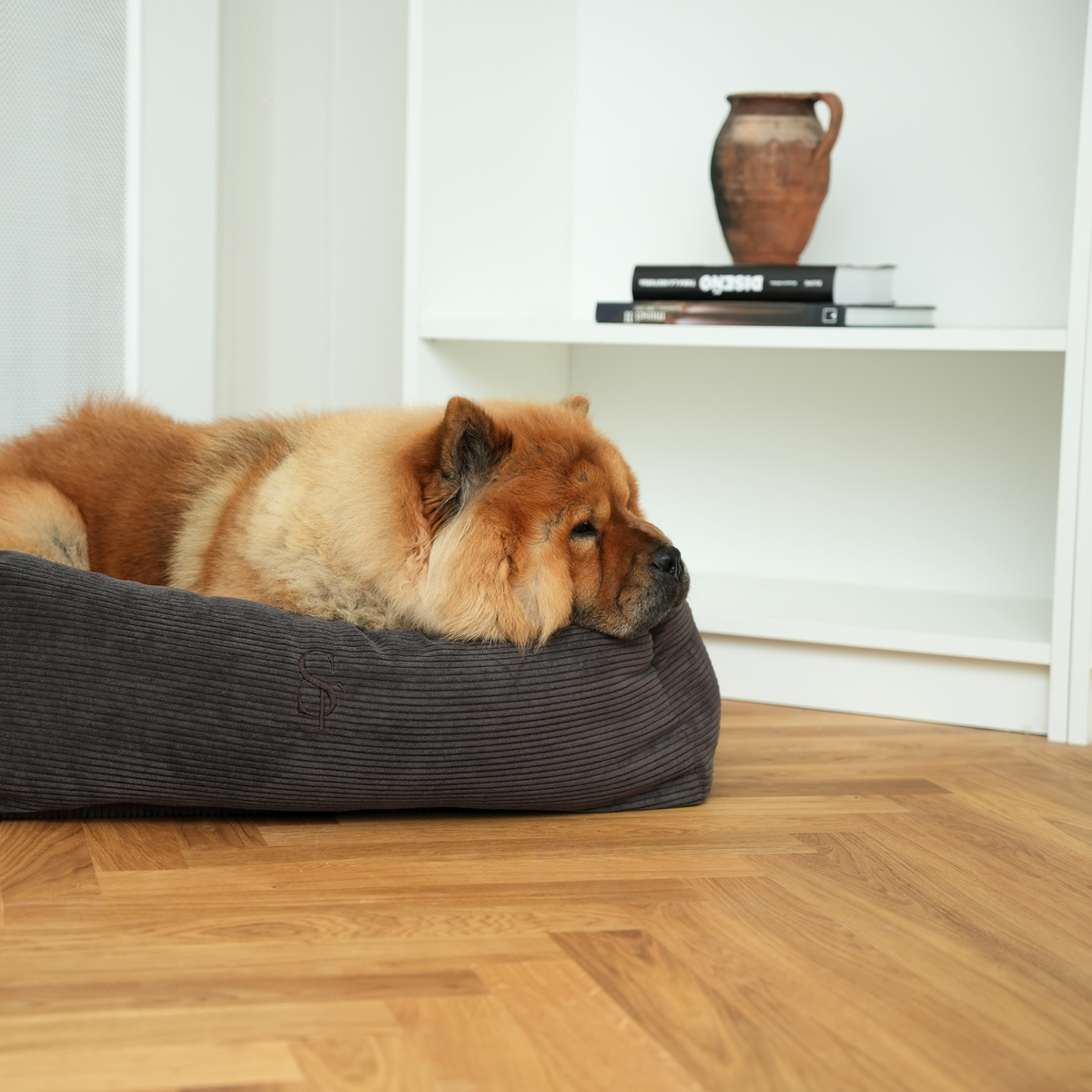 Chow chow makaa hiilenmustalla corduroy-koiranpedillä parkettilattialla