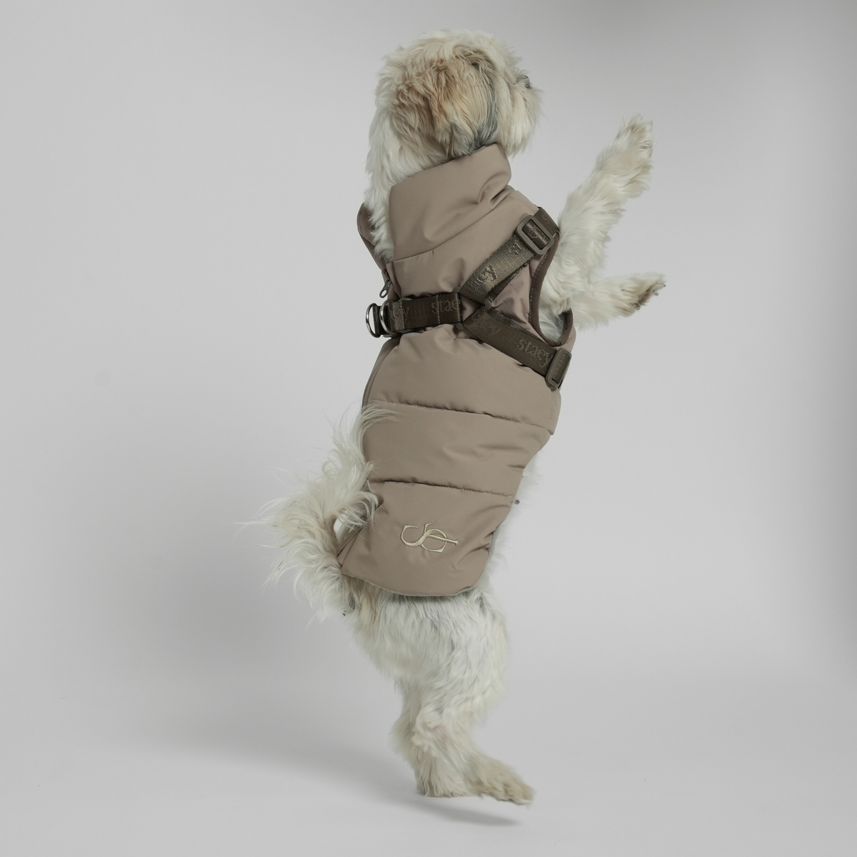 Shih tzu takaa katsottuna taupe-värisessä tikatussa takissa ja valjaissa