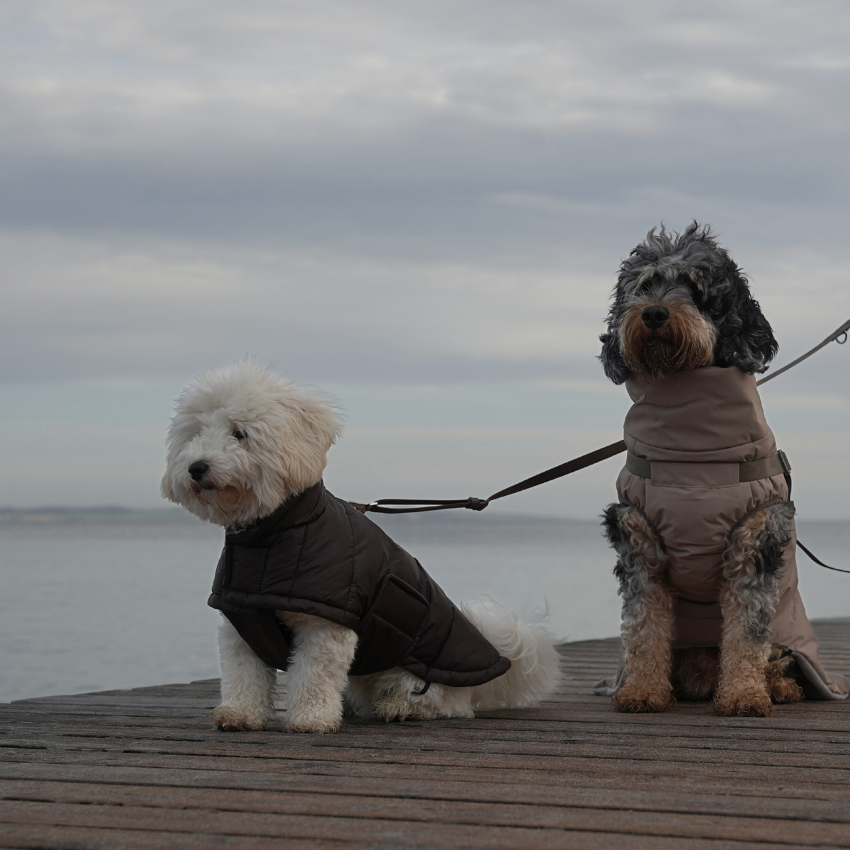 Two dogs sitting on a pier by the water in quilted Nora coats