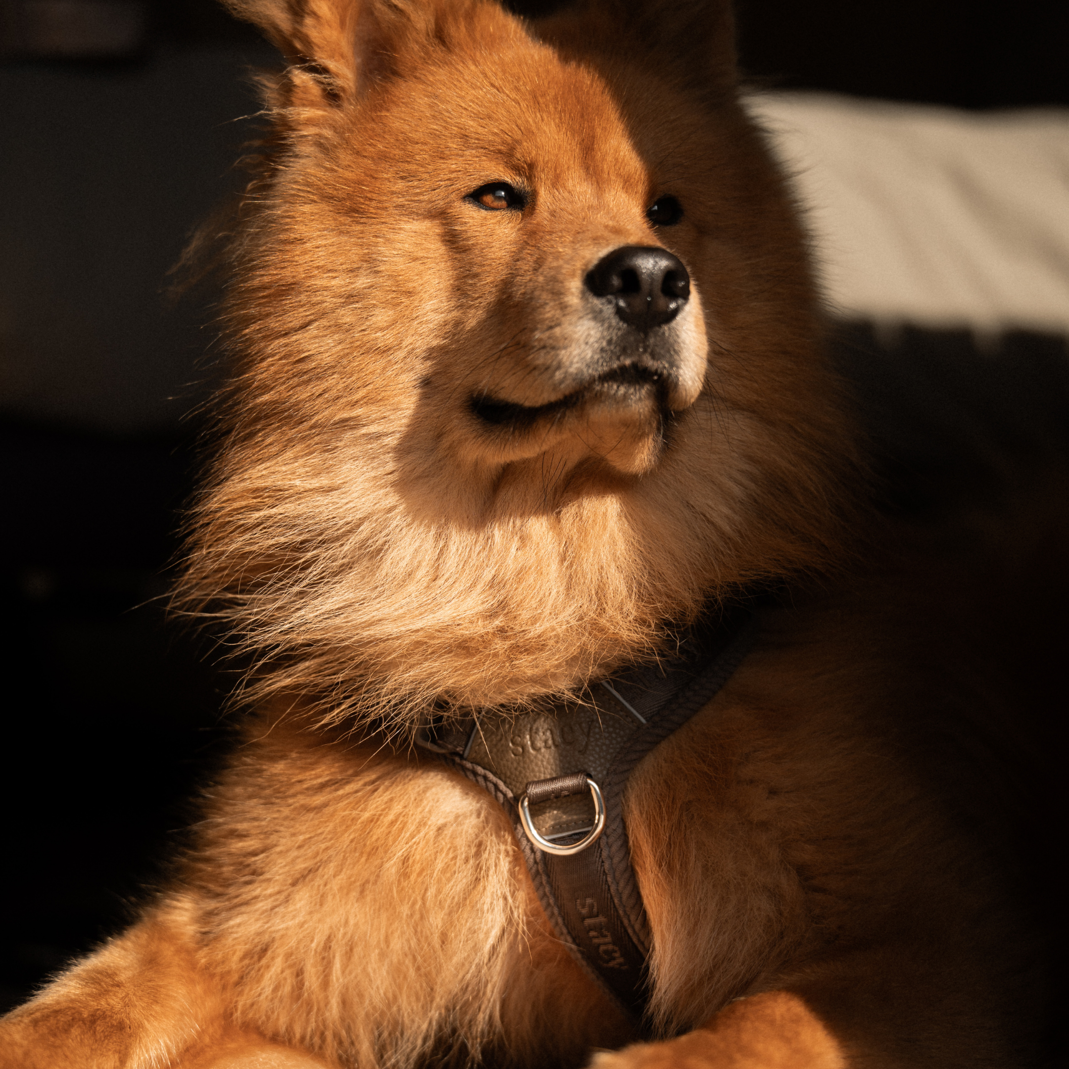 Numa Dog Harness | Dark Oak