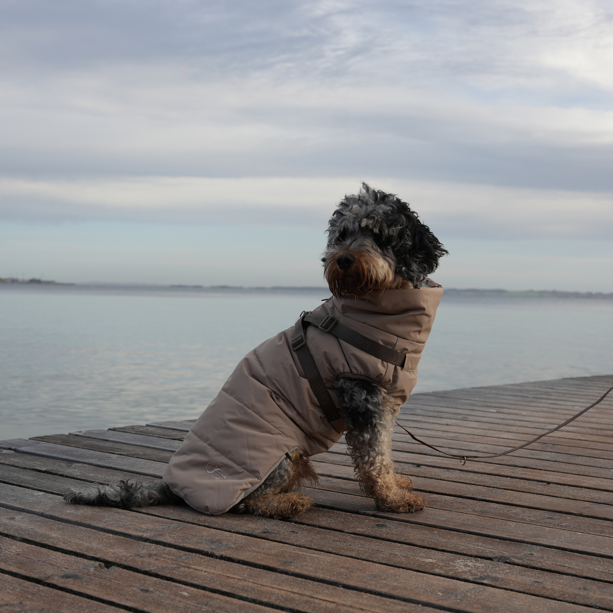Cockapoo laiturilla, yllään taupe-värinen tikattu takki ja valjaat