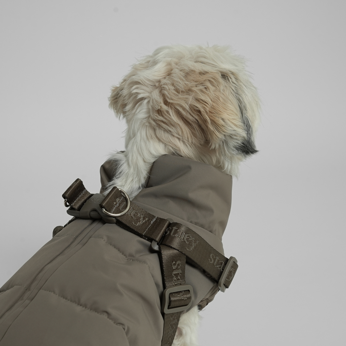 Shih tzu takaa katsottuna, yllään moss green tikattu takki ja valjaat