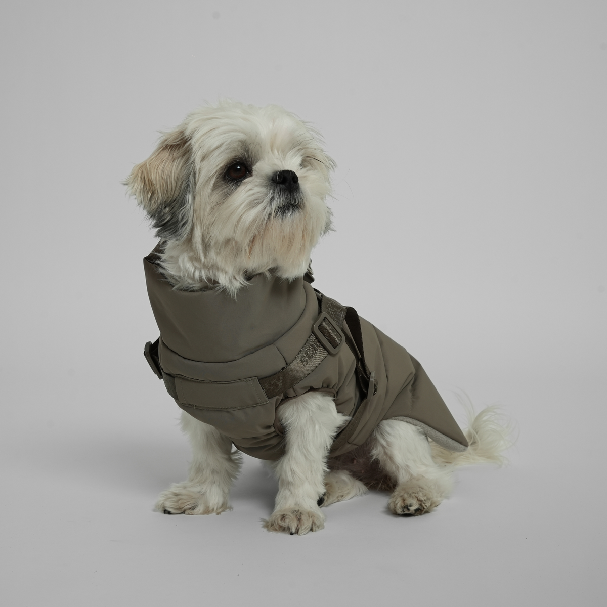 Shih tzu istuu Moss Green -värisessä tikkitakissa valjaineen, kuvattuna edestä