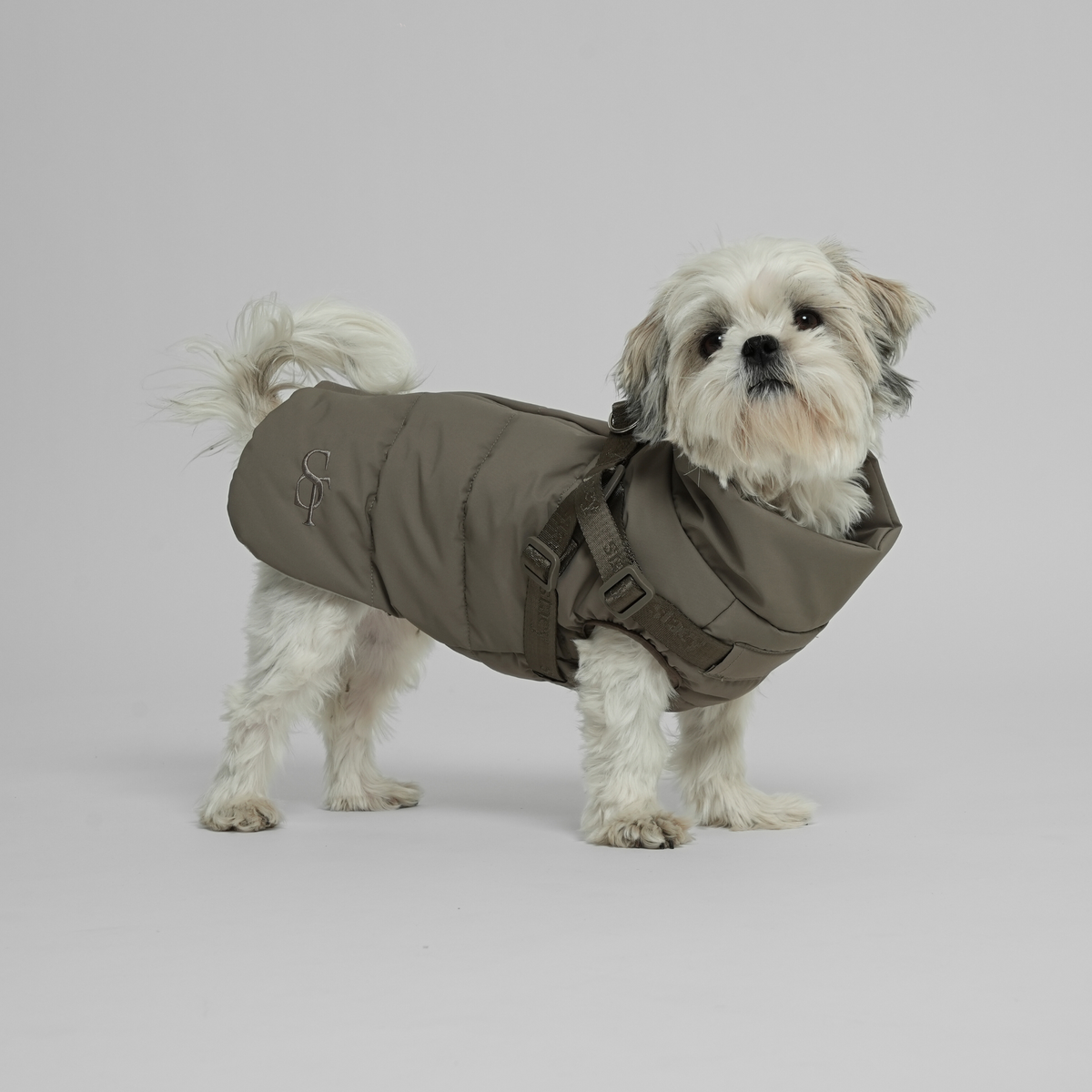 Shih tzu seisoo moss green tikatussa takissa ja valjaissa