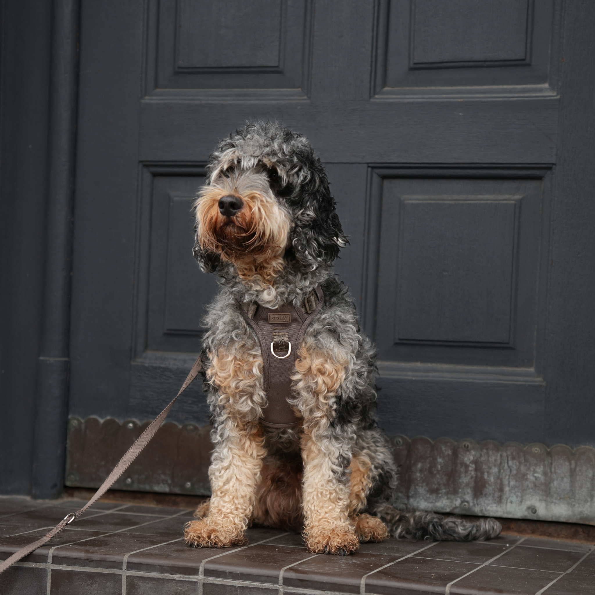 Elma Active koiravaljaat | Taupe