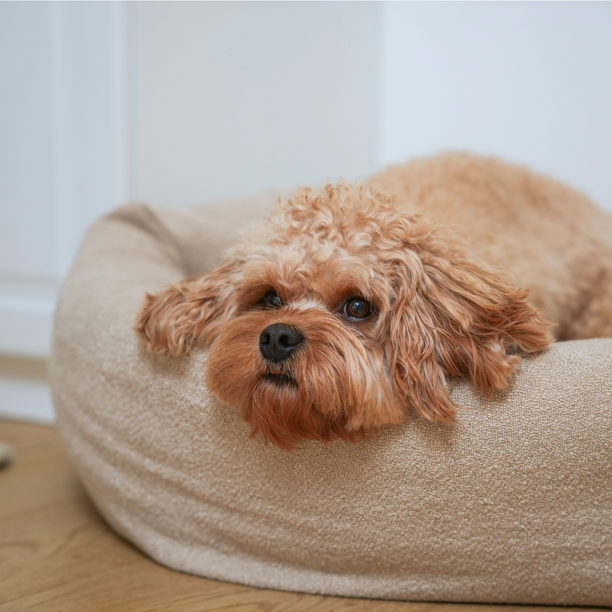 Luna koiransänky 3.0 | Kaura Bouclé