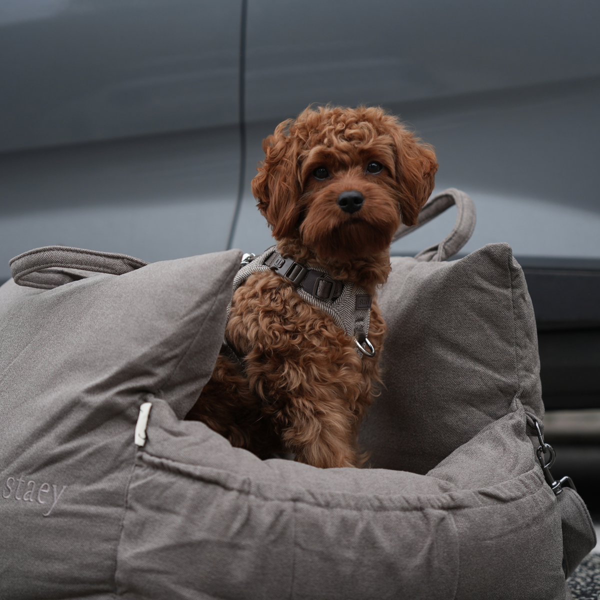 Cavapoo istuu taupe-värisessä koiran turvaistuimessa auton sisällä
