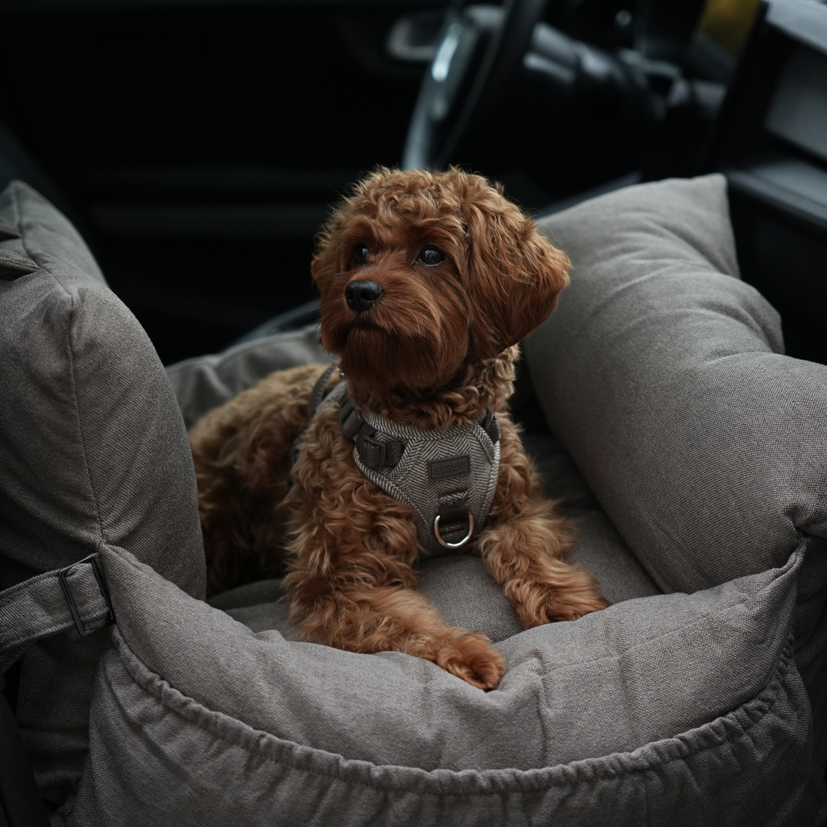 Cavapoo makaa taupe-värisessä Koiran turvaistuimessa auton sisällä