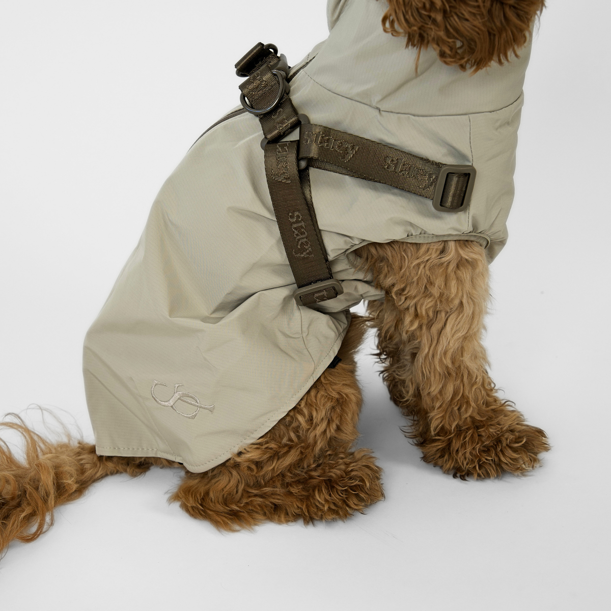 Cockapoo, jolla on luonnonvärinen beige Sadetakki ja valjaat, sivulta katsottuna