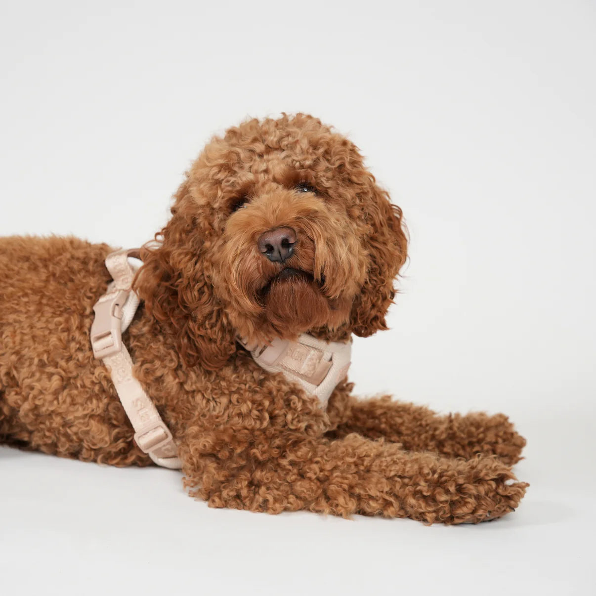 Elma koiranvaljaat | Vaalea ruusu