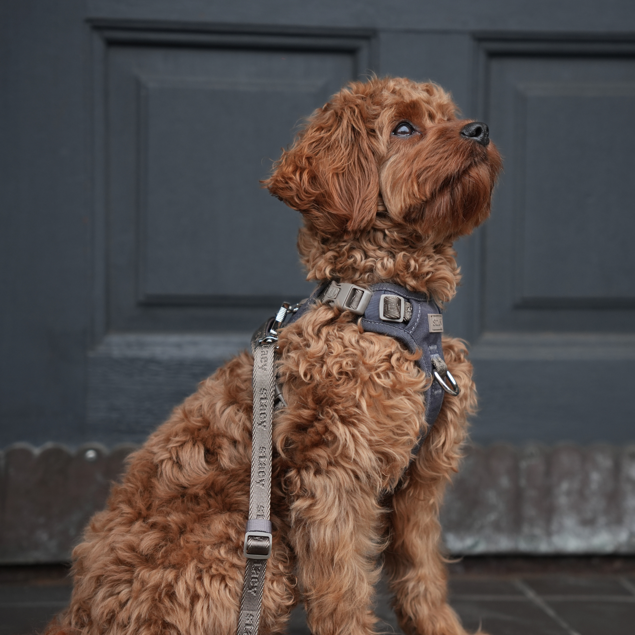 Elma Active koiravaljaat | Myrsky