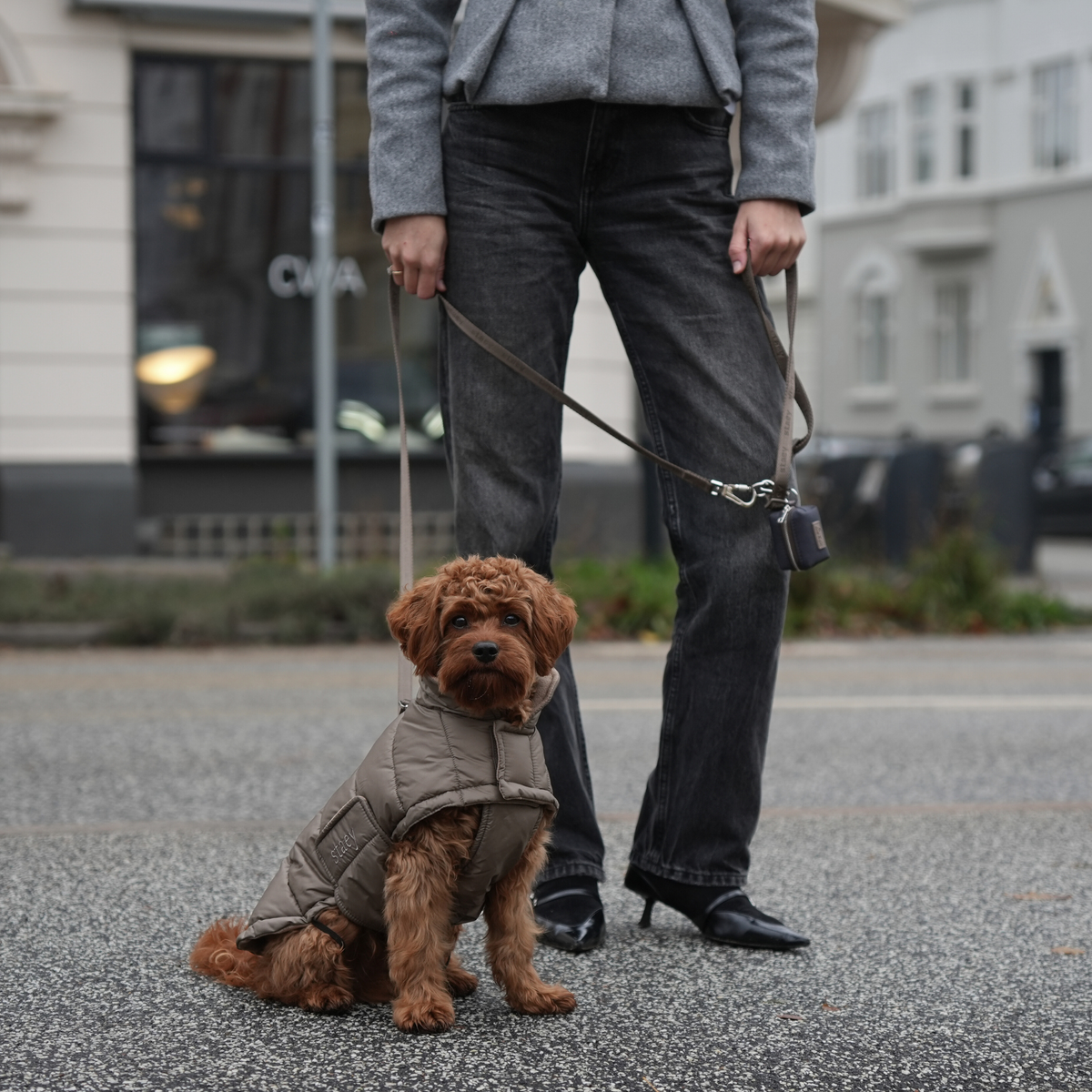 Cavapoo in the taupe Nora coat on a lead beside its owner in town