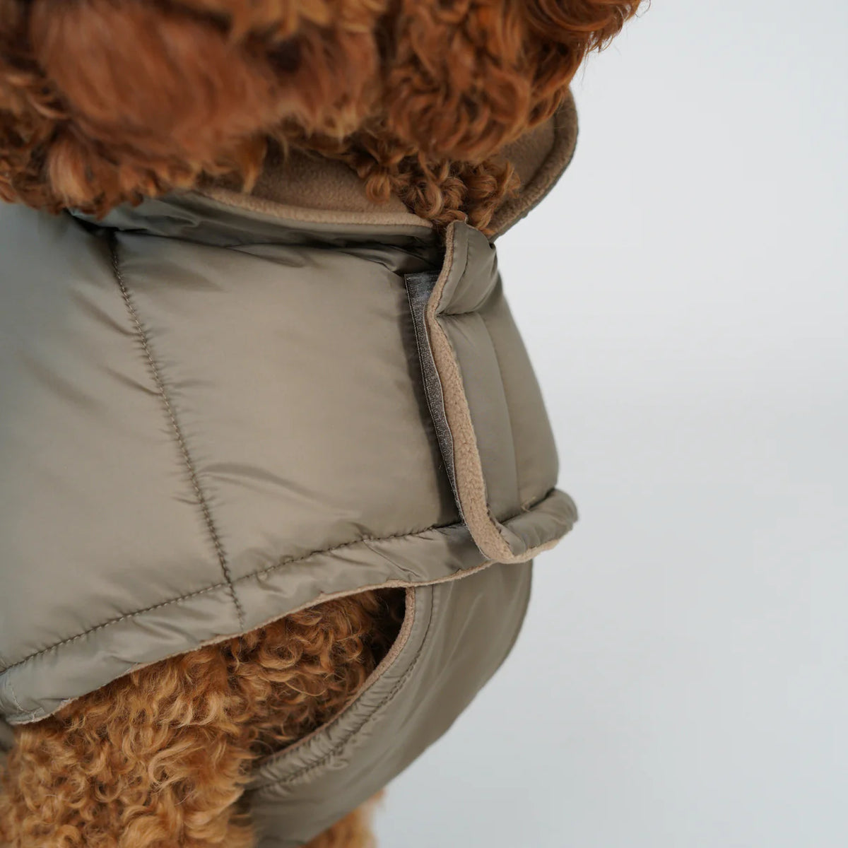 Close-up of the taupe quilted coat and belly strap on a poodle