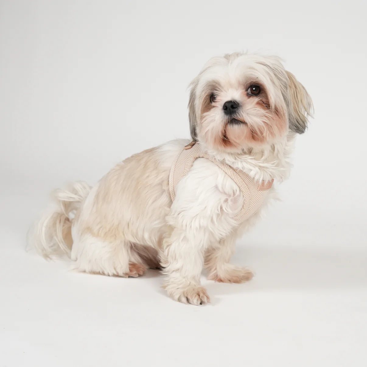 Saga Step-In koiravaljaat | Vaalea ruusu