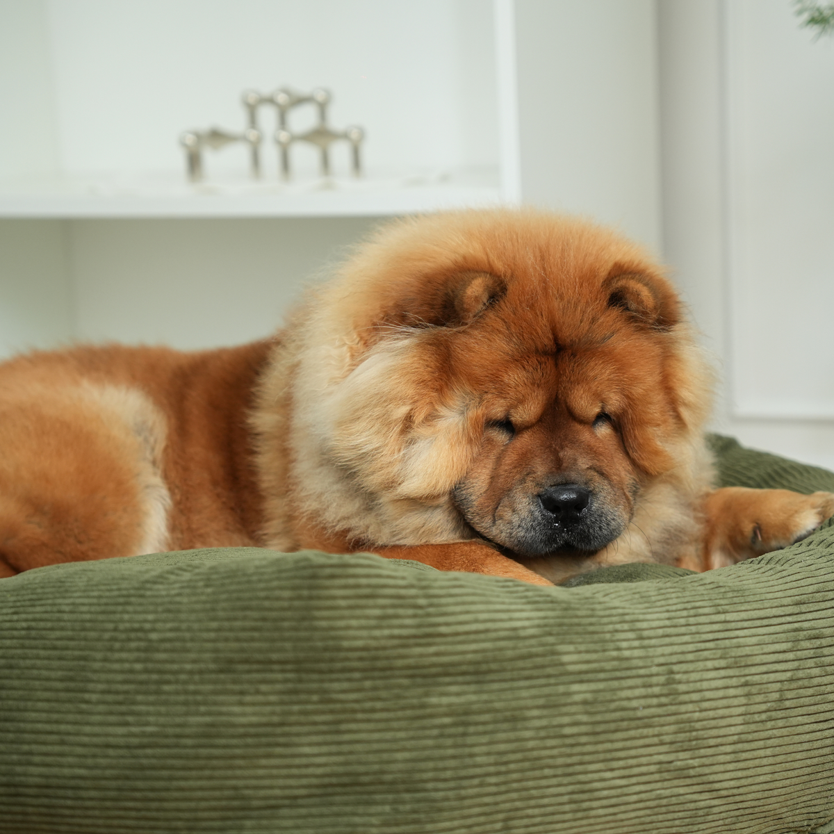 Chow chow nukkuu Moss Green Corduroy koiranpedissä