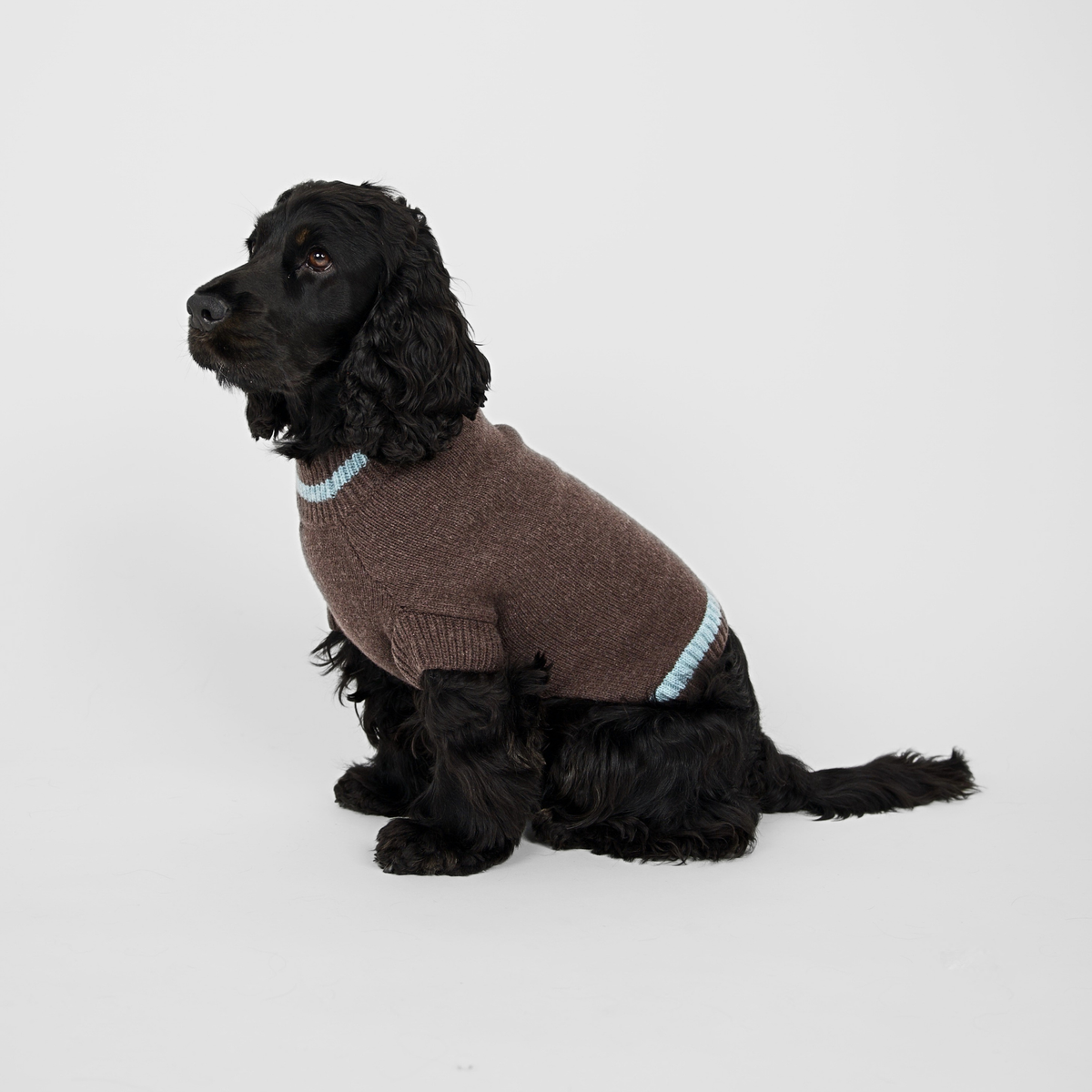 Cocker spaniel in a brown knitted dog sweater with light blue trim