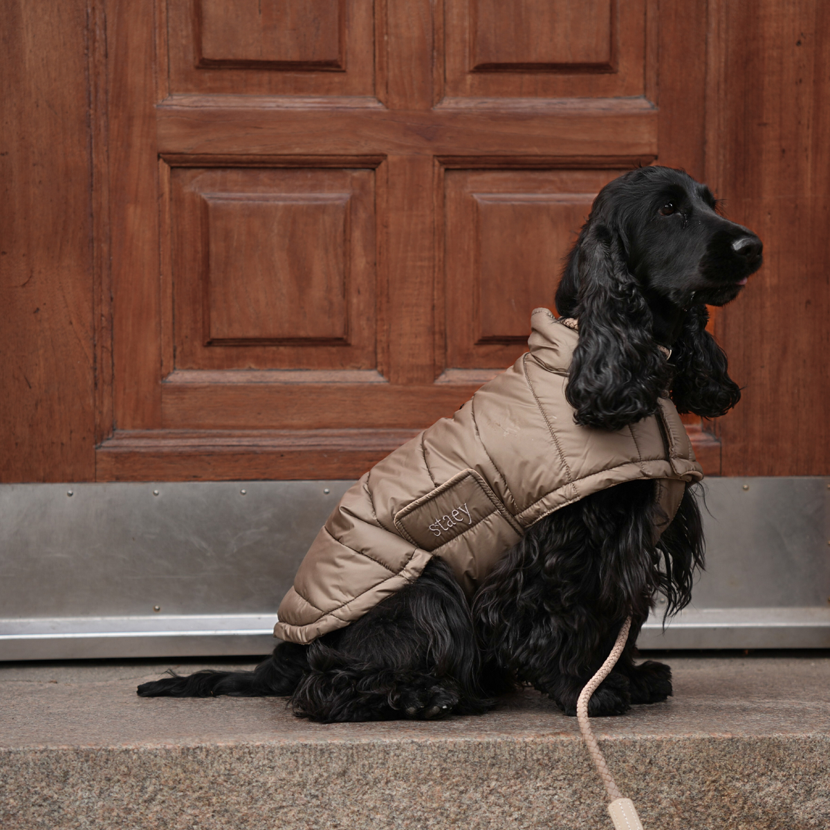 Black cocker spaniel sitting on a lead in the nature beige quilted coat