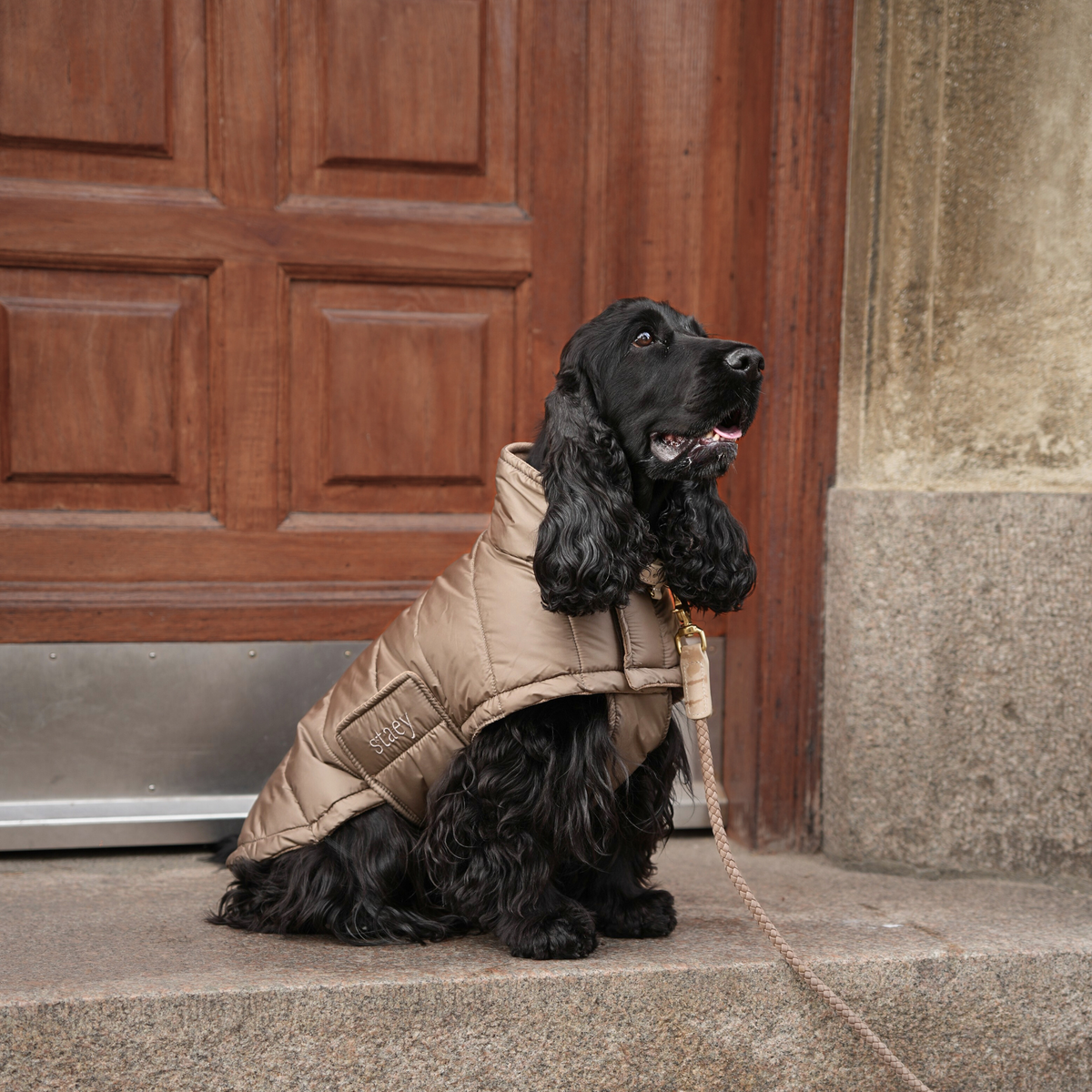 Black cocker spaniel sitting on a doorstep in the nature beige quilted coat