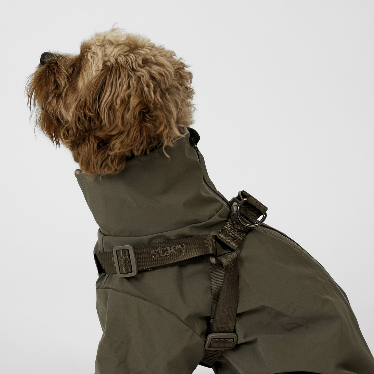 Cavapoo takaa katsottuna, yllään moss green sadetakki ja valjaat