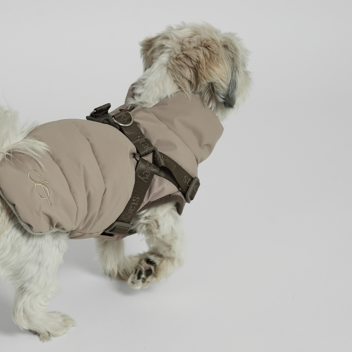 Shih tzu takaa katsottuna taupe-värisessä tikatussa takissa ja valjaissa