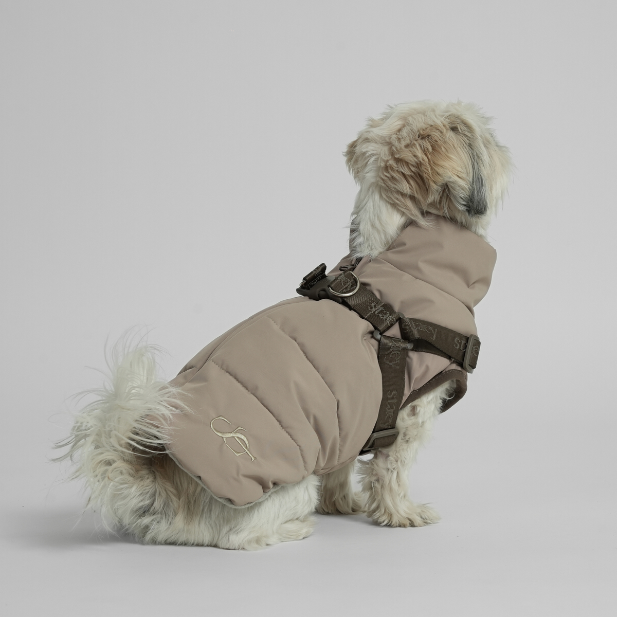 Shih tzu istuu taupe-värisessä tikatussa takissa ja valjaissa, näkymä takaa