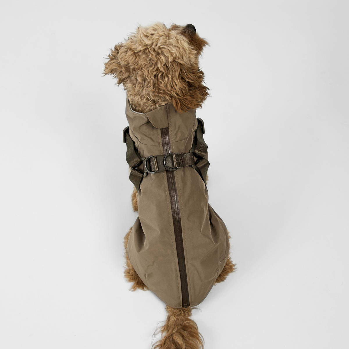 Cavapoo takaa katsottuna, yllään taupe-värinen Sadetakki ja valjaat
