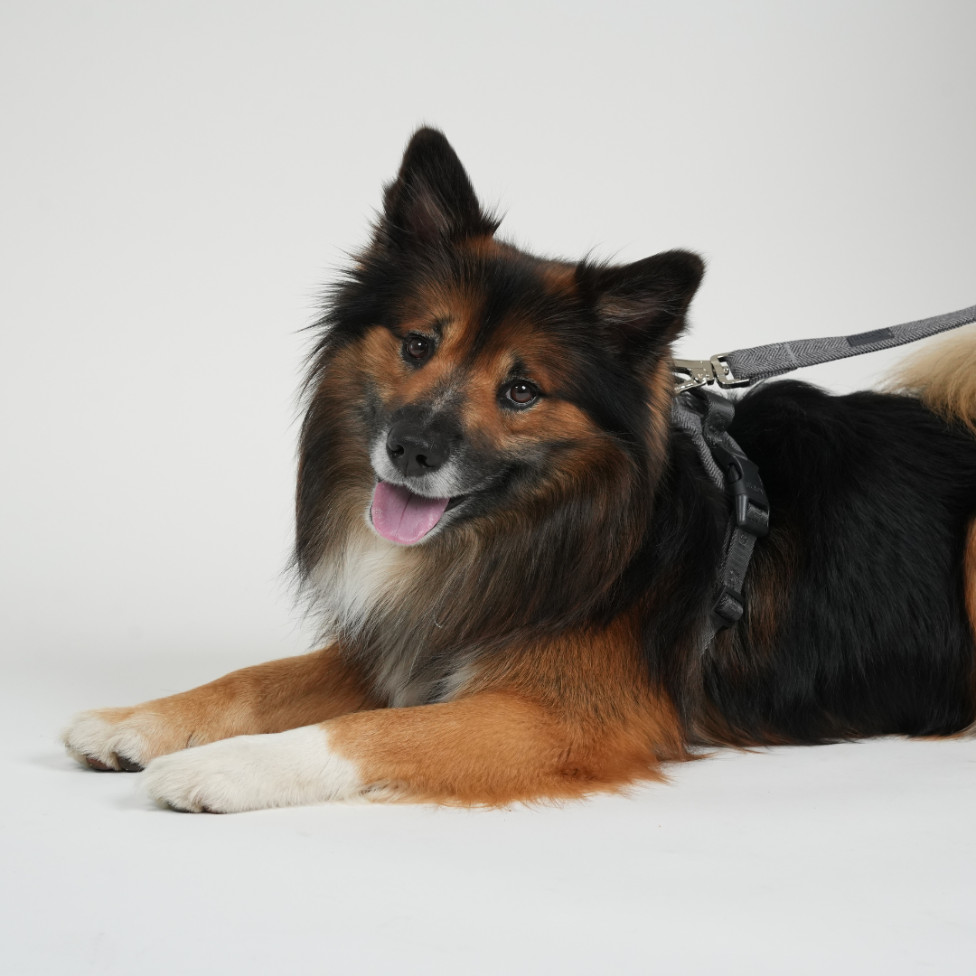 Elma koiran talutushihna | Pölyinen sininen