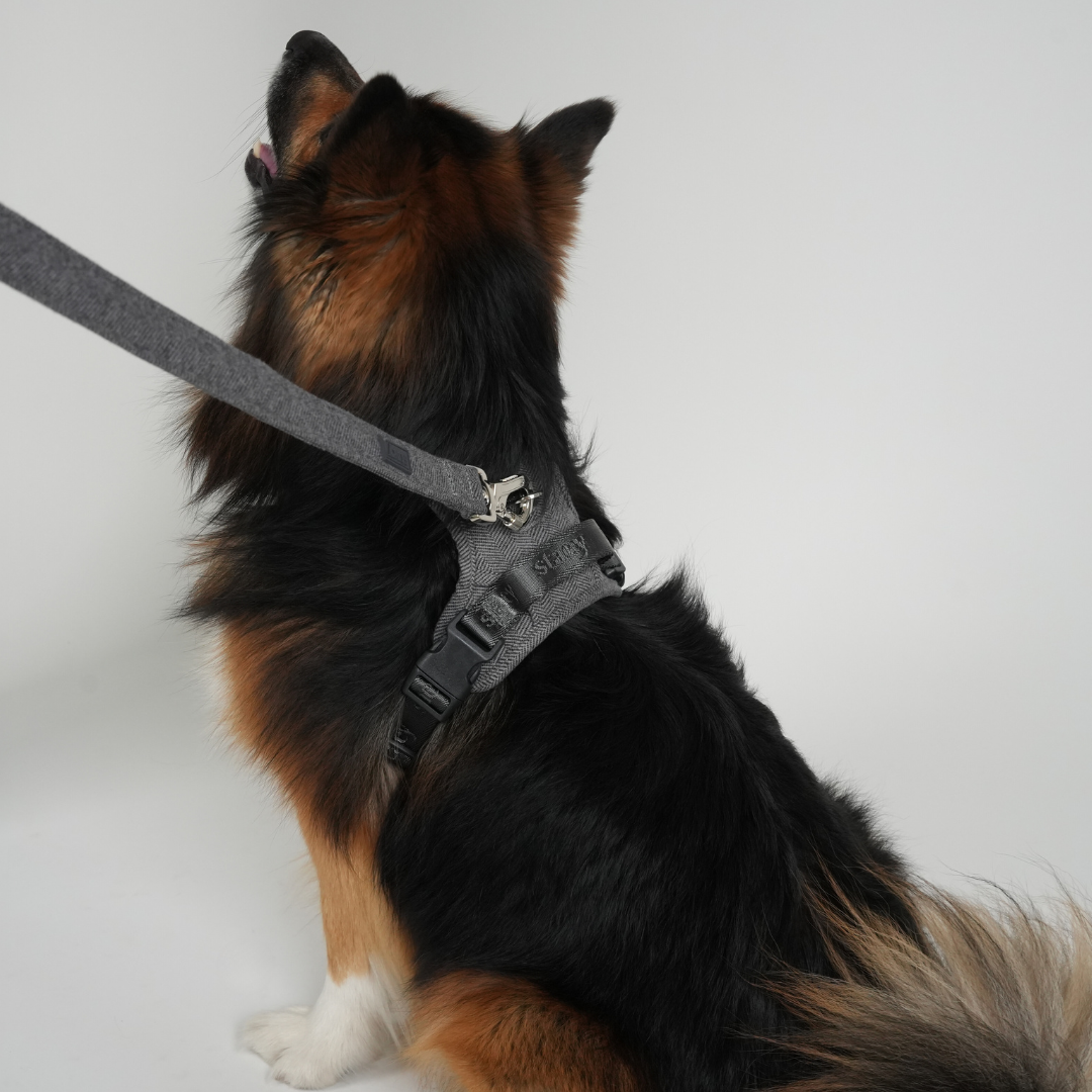 Elma koiran talutushihna | Pölyinen sininen