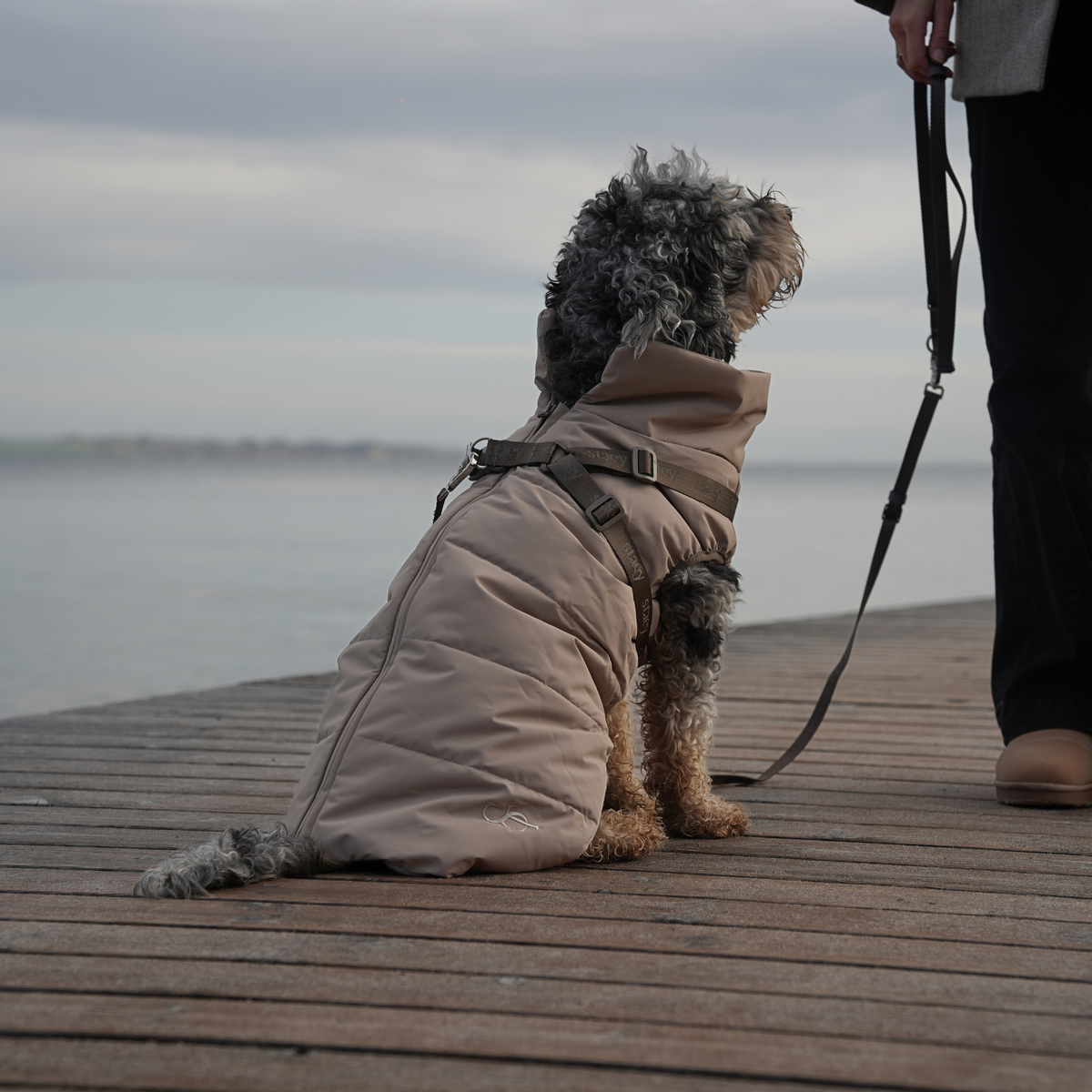Cockapoo, joka on kytkettynä hihnalla laiturilla ja jolla on yllään taupe-värinen tikattu takki