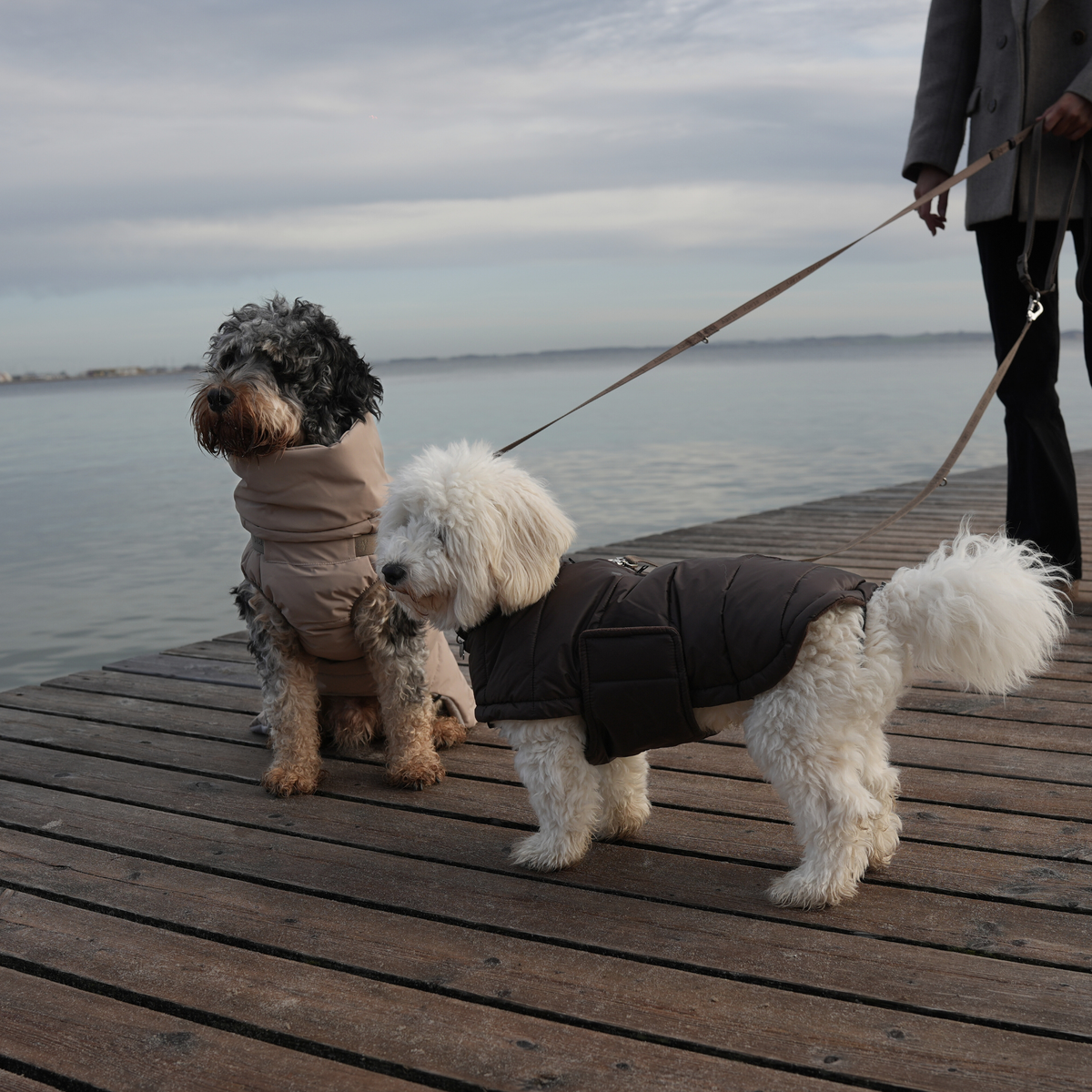 Two dogs on a lead on a wooden pier in quilted Nora coats