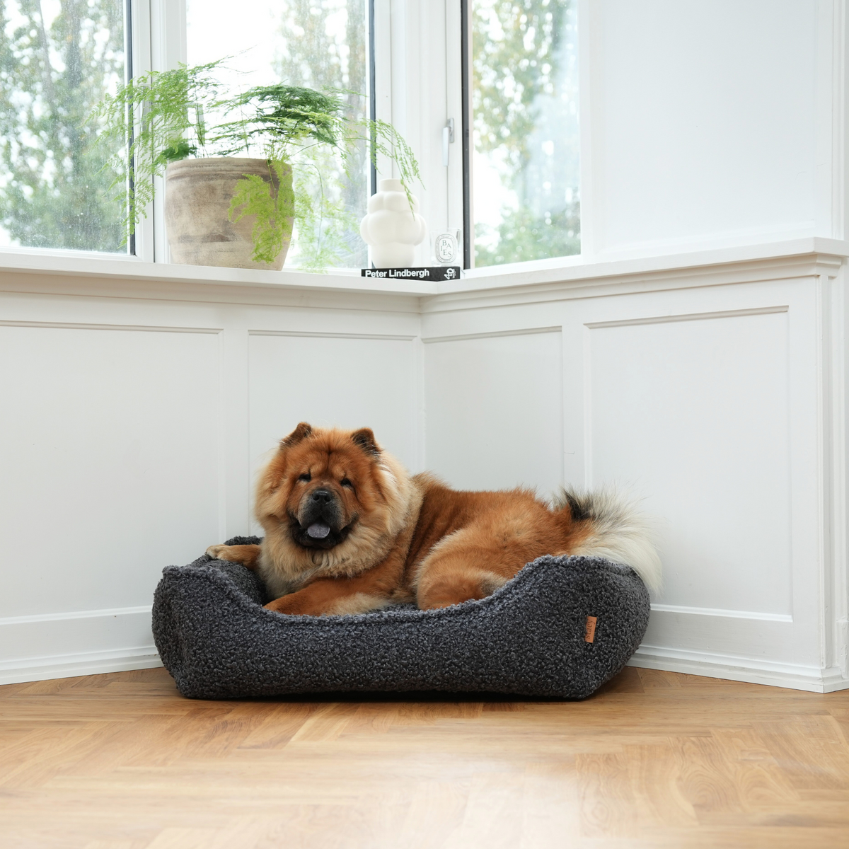 Chow chow makaa Storm Curly Bouclé -koiranpedissä ikkunan vieressä