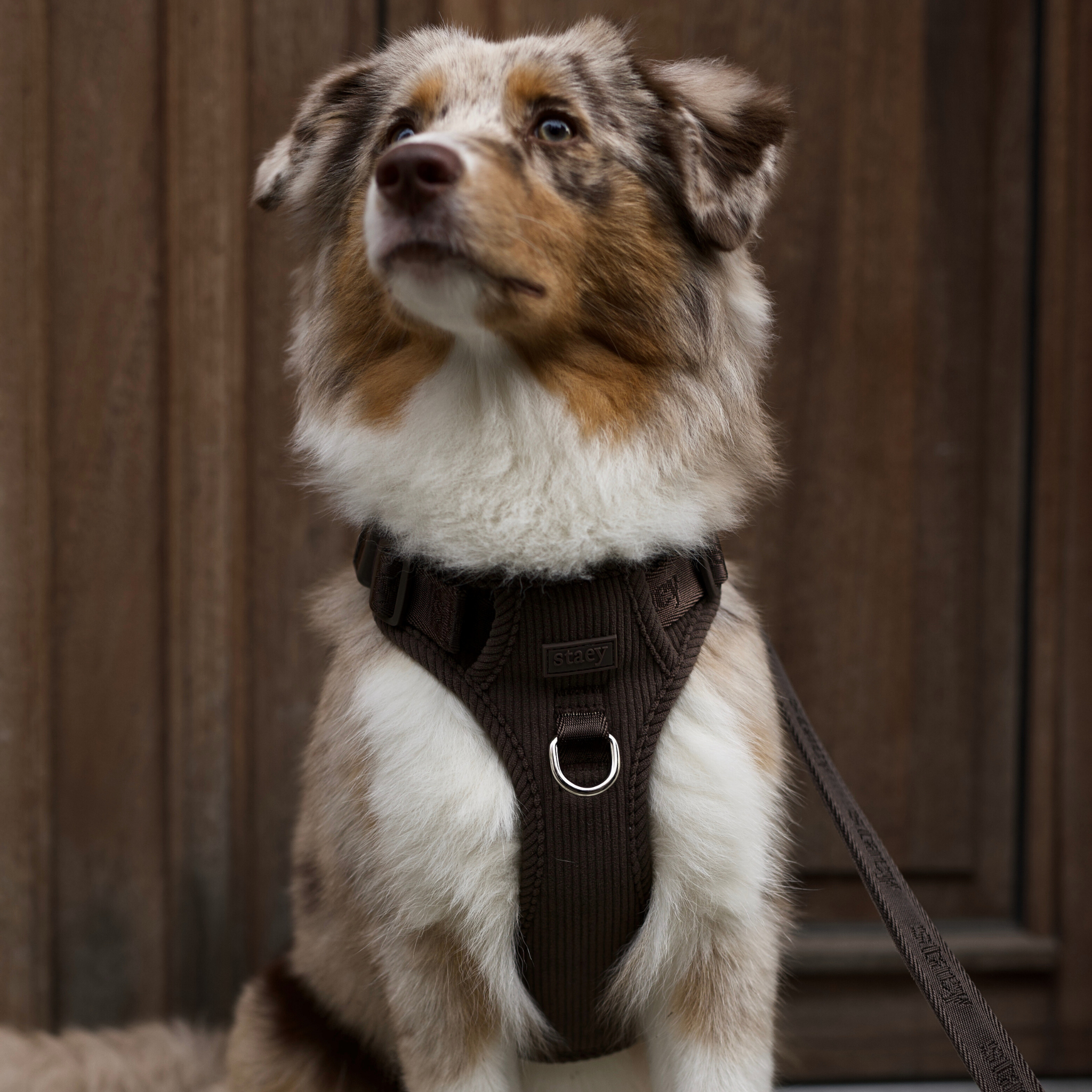 Elma Dog Harness | Dark Oak