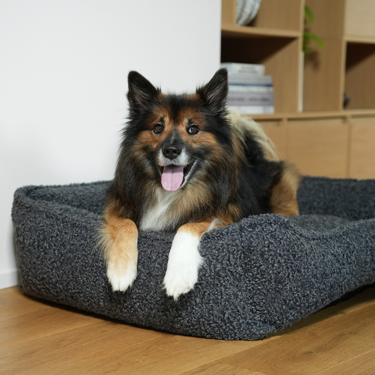 Paimenkoira makaa Storm Curly -kiharaisella bouclé-koiranpetillä