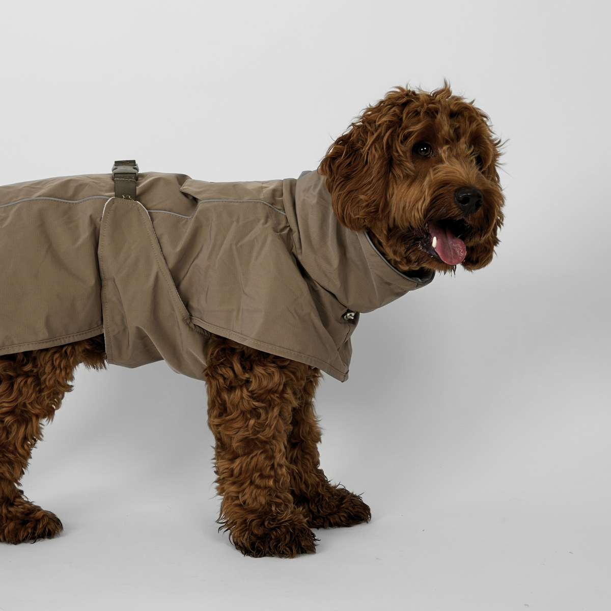 Cockapoo standing in the taupe Clara rain coat, seen from the side