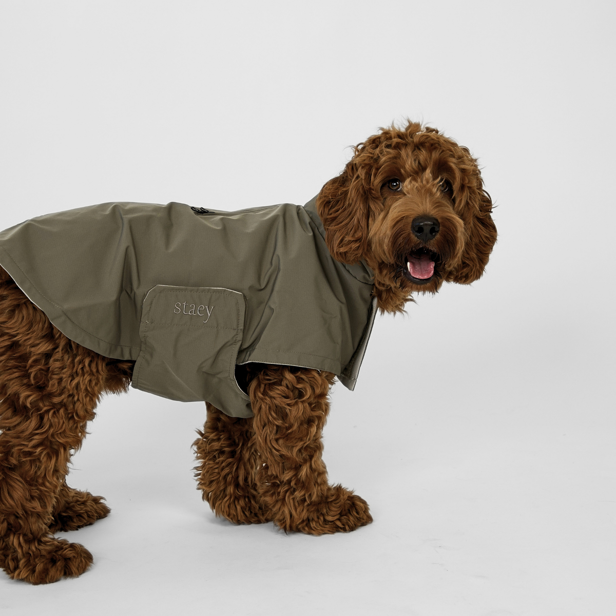 Cockapoo seisoo oliivinvihreässä koiran sadetakissa