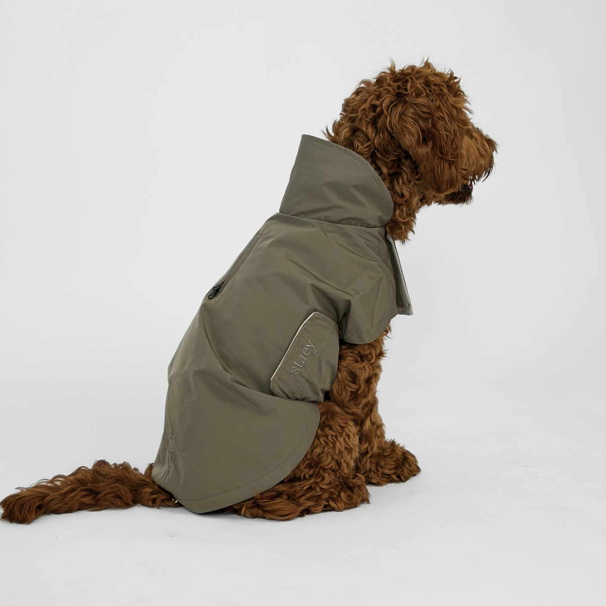 Cockapoo, joka istuu oliivinvihreässä Sadetakissa, nähtynä takaapäin