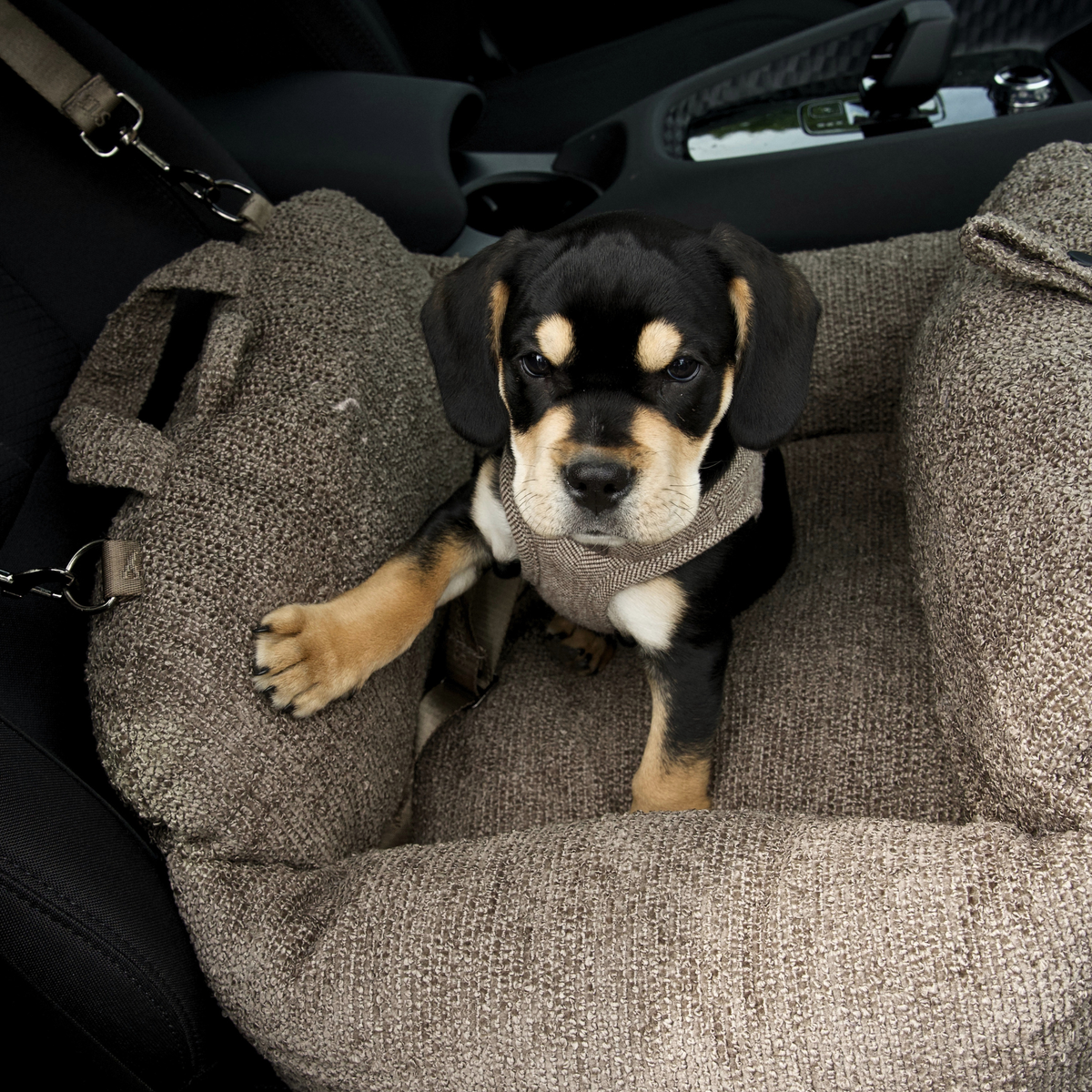 Musta-ruskea koiranpentu istuu autossa taupe-värisessä Bouclé-kangasta olevassa koiran turvaistuimessa