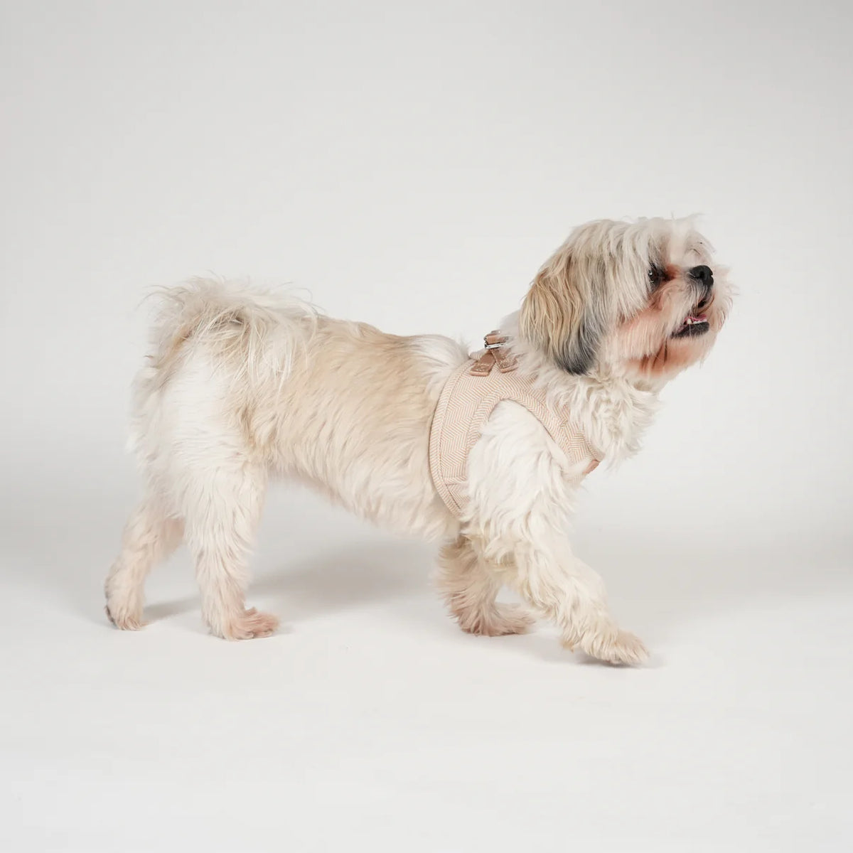 Shih tzu seisoo light rose Saga-pukuharnessissa