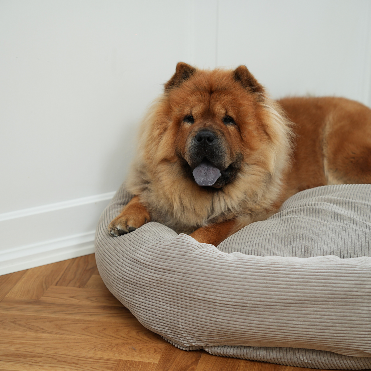 Chow chow makaa Dune Corduroy koiranpedillä parkettilattialla