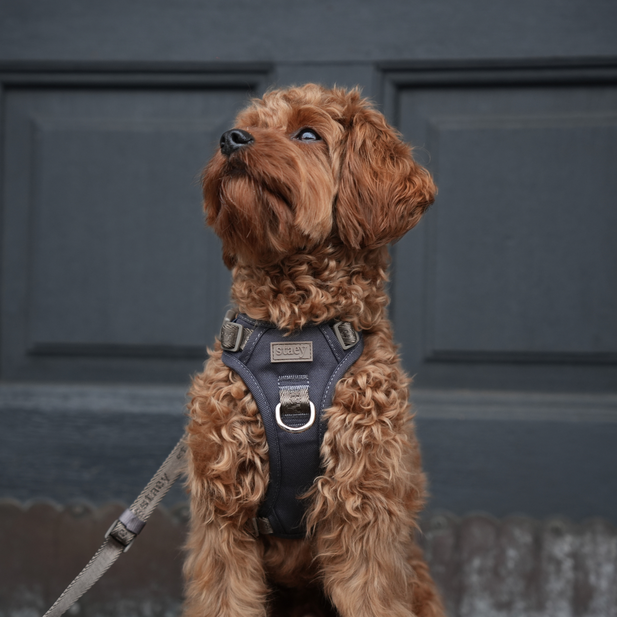 Elma Active koiravaljaat | Myrsky