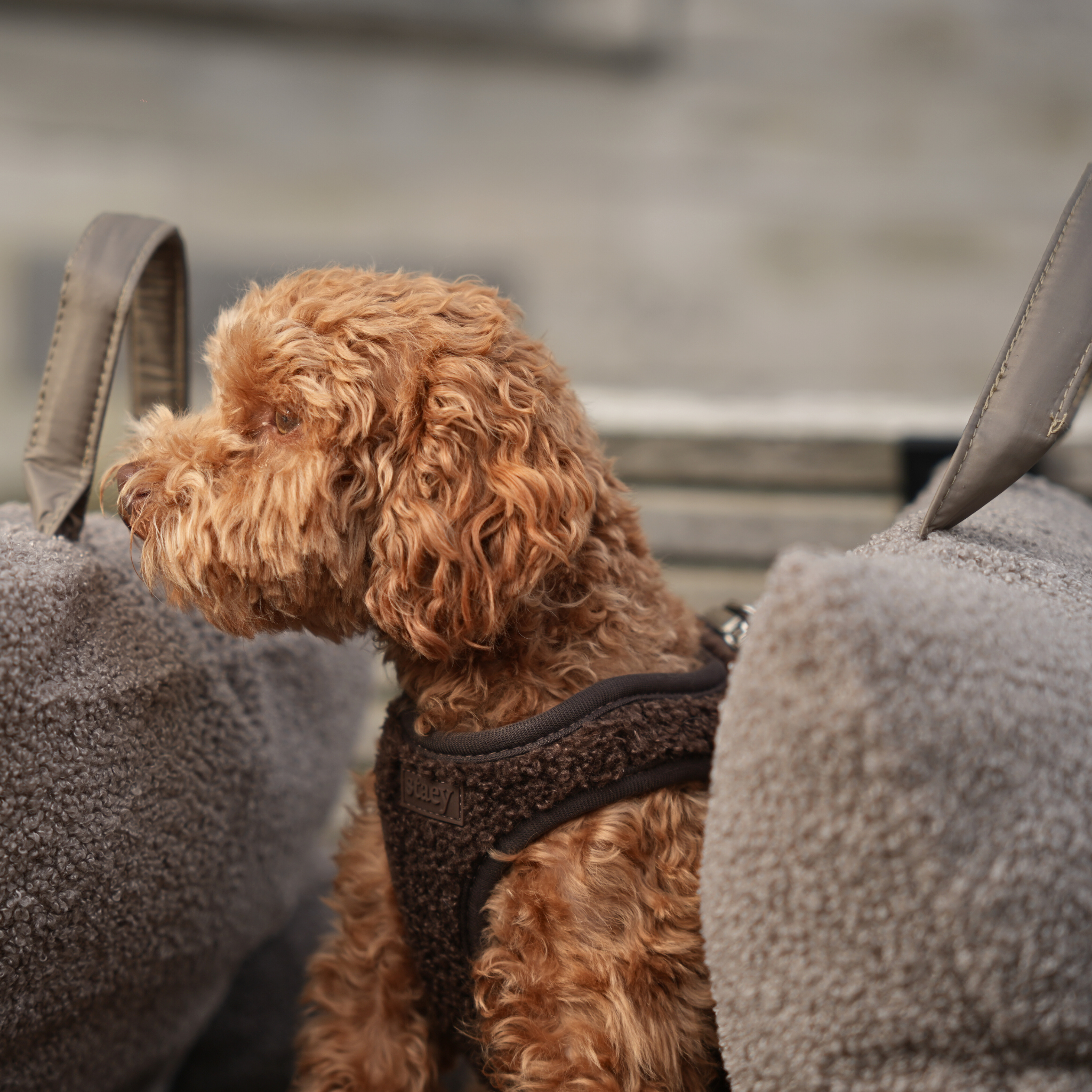 Step-In koiravaljaat Teddy | Espresso